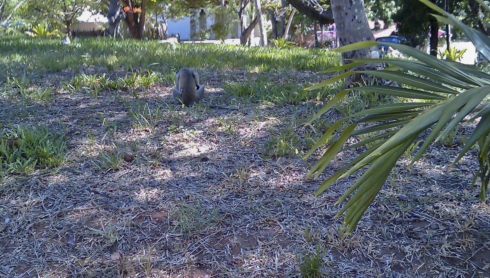 Monkeys at the Continental Hotel — Mombasa, Kenya, April 2009