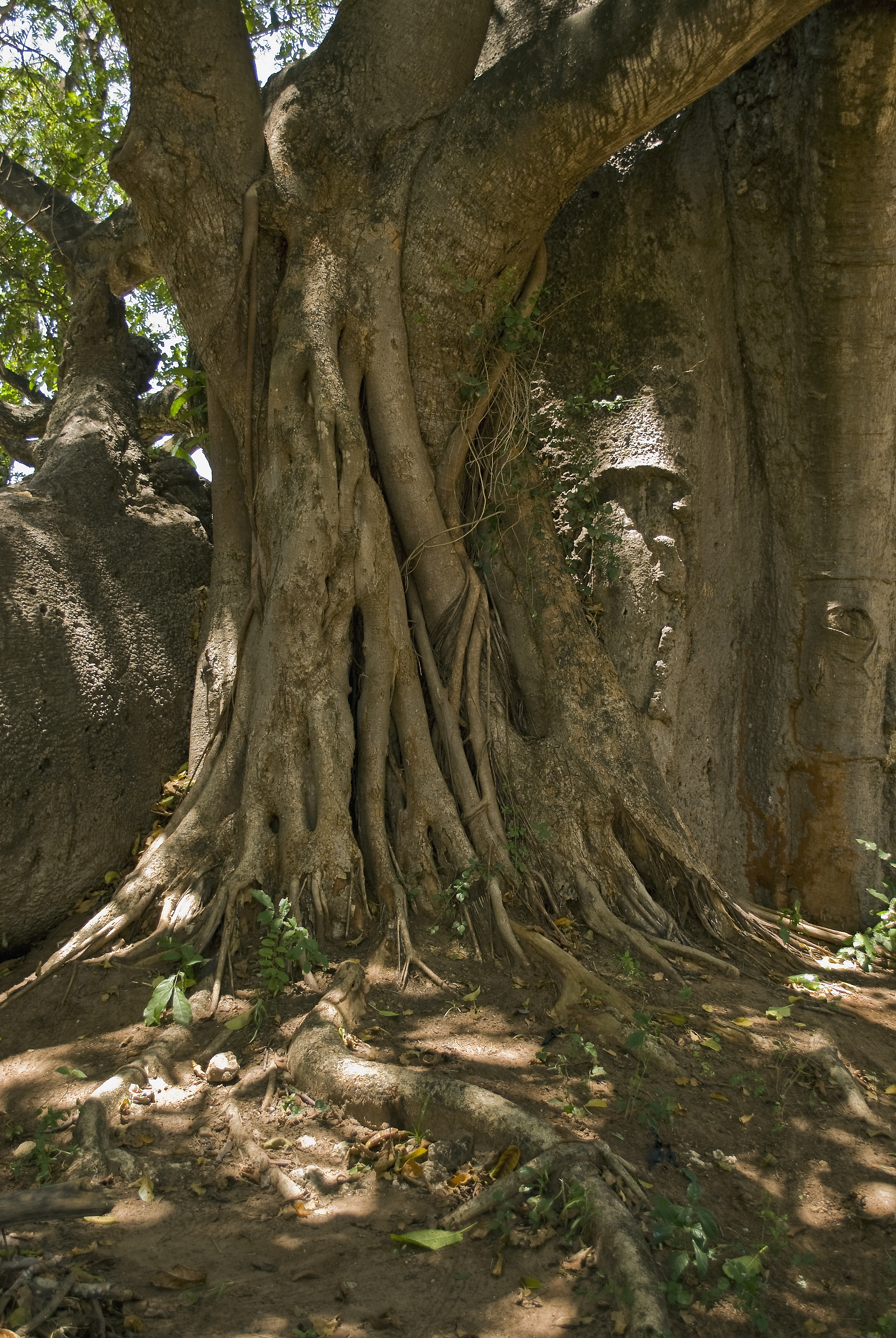 Old growth forest — Mombasa, Kenya, 2009