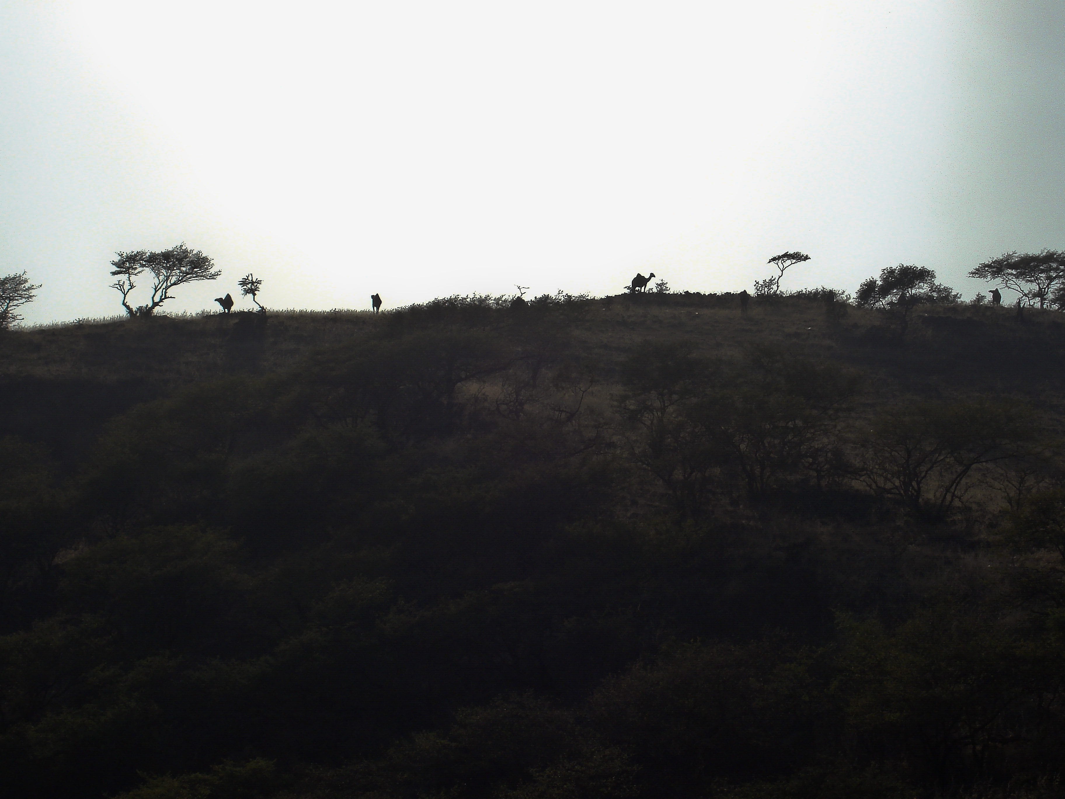 Camels by sunset — Salalah, Oman, 2009