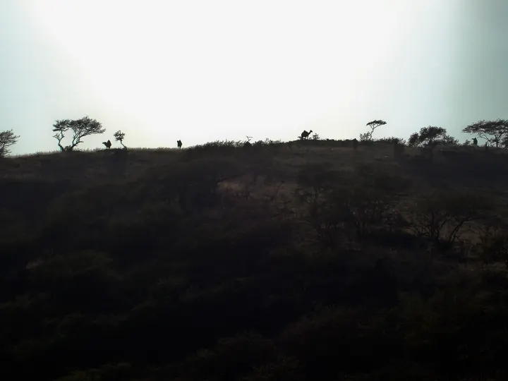 Camels by sunset — Salalah, Oman, 2009