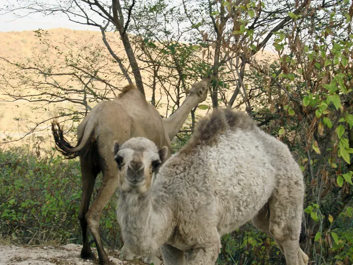 Camels on the road — Salalah, Oman, 2009